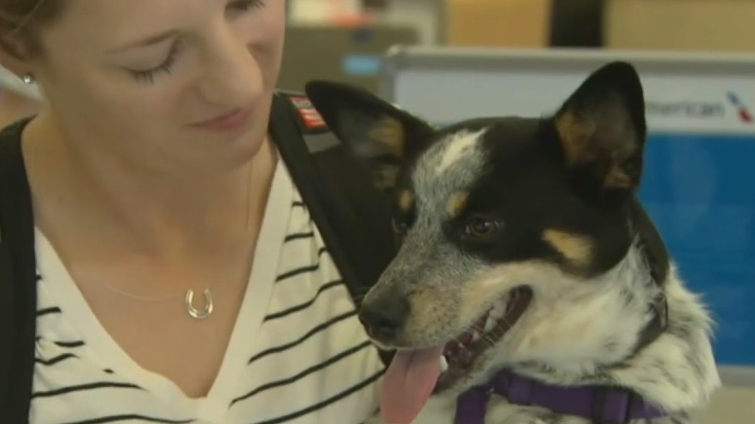 American Airlines relaxing its pet policy
